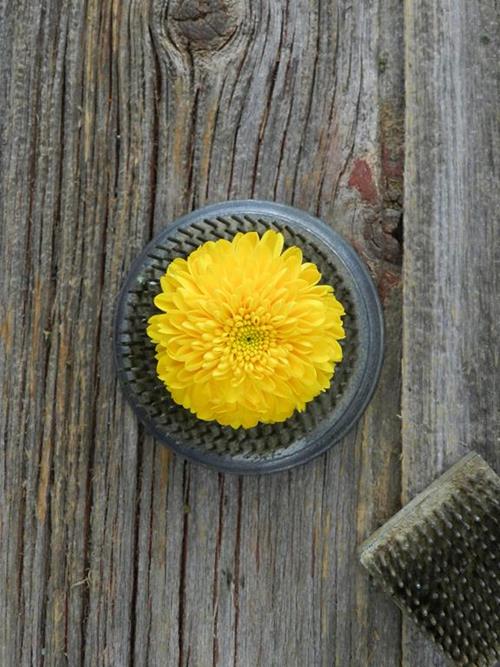 Button  Yellow Pompons